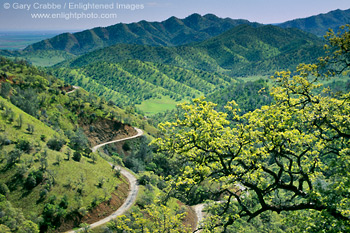 Picture: Green hills and oak trees in spring along Leesville Grade, (Old Stage Coach route) Colusa County, California