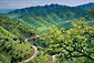 Picture: Green hills and oak trees in spring along Leesville Grade, (Old Stage Coach route) Colusa County, California