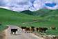 Picture: Cows (Cattle) walking across a rural country road through green pasturelands in spring, Stanislaus County, California