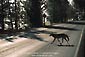 Picture: Coyote crossing two lane paved road in Yellowstone National Park, Wyoming