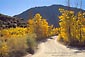 Picture: Dirt road and gold aspen trees in fall below mountain, Eastern Sierra, California
