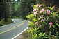 Picture: Rhododendron flowers bloom under trees along curve on Highway 101, Redwood National Park, Del Norte County, Northern California