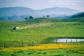 Picture: Truck driving on dirt road through green fields in spring, Sierra Foothills, California