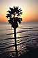 Sunset over palm tree and Pacific Ocean, along the San Diego coast, near Encinitas, Southern California
