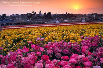 Sunset over the Carlsbad Flower Fields, Carlsbad, San Diego County, California