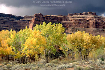 Fall colors in trees along the edge of Courthouse Wash, Arches National Park, Utah