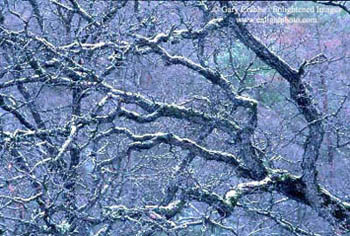 Rare april snowstorm coats the branches of an oak tree, Alameda County, California