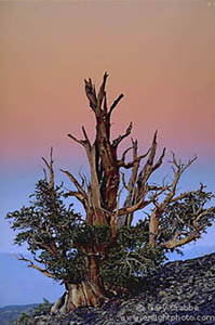Evening light over a Bristlecone Pine, White Mountains, California