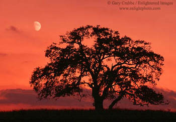 Moon at sunset over lone oak tree near Oakdale, California