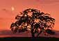 Moon at sunset over lone oak tree near Oakdale, California