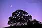 Crescent moon in evening light over lone oak tree, Santa Clara County, California