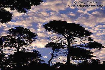Cypress trees and morning clouds along the Seventeen Mile Drive, near Carmel, Monterey Peninsula, California