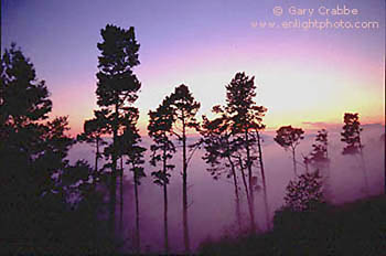 Trees and fog at sunset in the Berkeley Hills, California