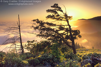 Sunset, tree, and fog along the rugged hills of the Lost Coast, near Shelter Cove, Humboldt County, California