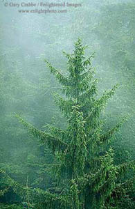 Spruce tree in fog, near Trinidad, Humboldt County, California