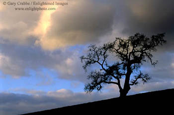 Sunset light on storm clouds over a lone oak tree, Alhambra Valley, California