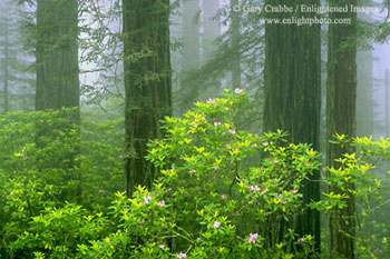 Redwood, Rhododendron, & Fog, Redwood National Park, Del Norte County, California