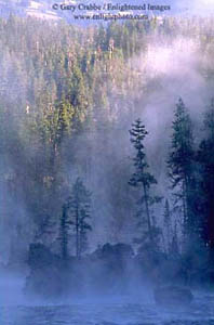 Morning mist rises through trees along the Yellowstone River, Yellowstone National Park, Wyoming