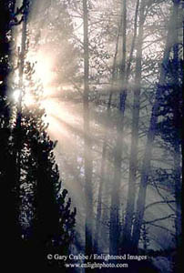 Sunlight streams through mist in a forest on a cold fall day, Yellowstone National Park, Wyoming