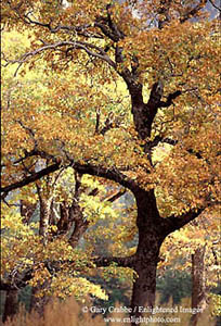 Black Oak in fall, Yosemite Valley, Yosemite National Park, California