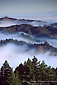 Coastal fog rolls in over forested slopes near Mount Tamalpais, Marin County, California