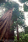 Coastal Redwood tree in forest, Muir Woods, Marin County, California