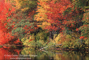 Fall colors on trees at an unnamed pond, Connecticut