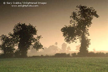 Misty sunrise and trees in the Cotswolds, Oxfordshire, England
