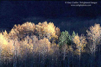 Last rays of sunlight strike the tops of aspen trees in fall, near McClure Pass, Colorado
