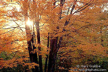 Sunlight through a maple tree in fall, White Mountains, New Hampshire