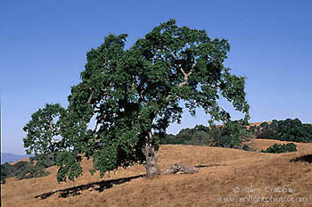 Oak tree in summer, near Mount hamilton, Santa Clara county, California