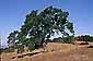 Oak tree in summer, near Mount hamilton, Santa Clara county, California