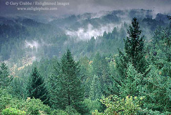 Mist rising after a storm, Austin Creek Redwoods State Park, Sonoma County, California