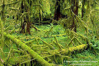 Temperate Rain Forest, Hoh Valley, Olympic National Park, Washington