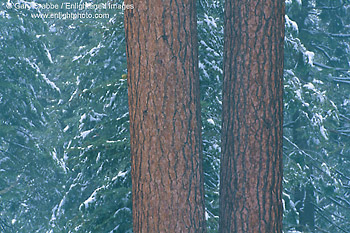 Ponderosa Pine trees in a snow storm, Yosemite National Park, California