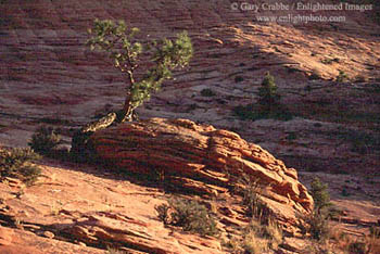 Tree growing out of rock at sunset, near Checkerboard Mesa, Zion National Park, Utah