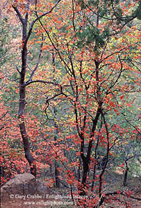 Fall colors along the Emerald Pools Trail, Zion Canyon, Zion National Park, Utah