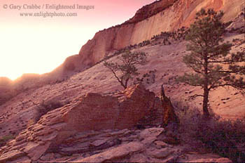 Evening light on red rock cliffs and tree near Checkerboard Mesa, Zion National Park, Utah