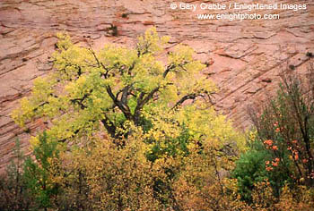 Cottonwood tree in fall in canyon wash, Zion - Mount Carmel Highway, Zion National Park, Utah