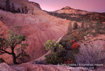 Evening light over sandstone wash near Checkerboard Mesa, Zion National Park, Utah