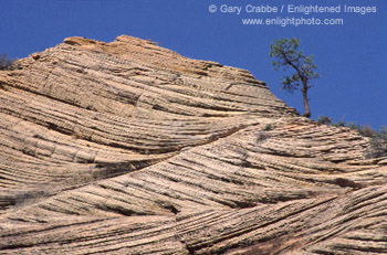 Lone tree atop folded sanstone mesa, Zion - Mount Carmel Highway, Zion National Park, Utah