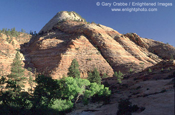 Sandstone mesa and cottonwoods along the Zion - Mount Carmel Highway, Zion National Park, Utah