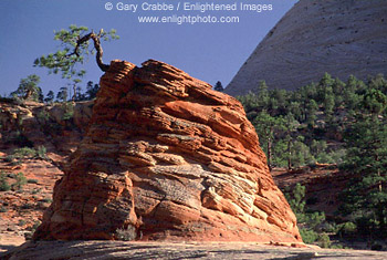 Eroded red sandstone dome and tree, Zion - Mount Carmel Highway, Zion National Park, Utah 