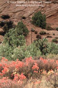 Fall colors on foliage below sandstone slickrock, Arches National Park, Utah