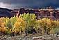 Autumn colors on trees in Courthouse Wash during a fall rain storm, Arches National Park, Utah