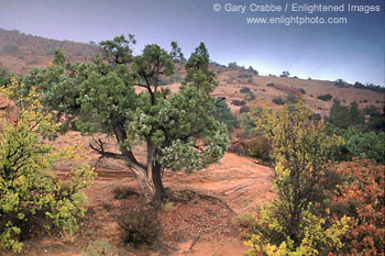 Fall colors on foliage in Arches National Park, Utah