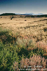 Morning light on grass covered plateau, Canyonlands National Park, Utah