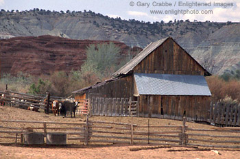 Barn and cattle along scenic byway near Cannonville, Utah