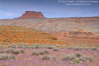 Picture: purple desert wildflowers bloom in spring, Valley of the Gods, Utah