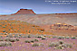 Picture: purple desert wildflowers bloom in spring, Valley of the Gods, Utah
